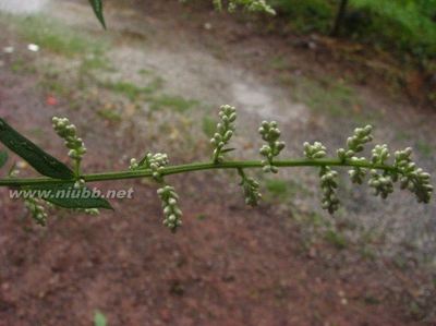 菊科蒿属奇蒿、南刘寄奴、亦名化食丹，六月霜、六月雪 我求别人六月霜