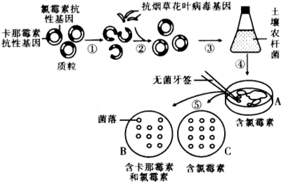 重组质粒构建与筛选技术 质粒构建