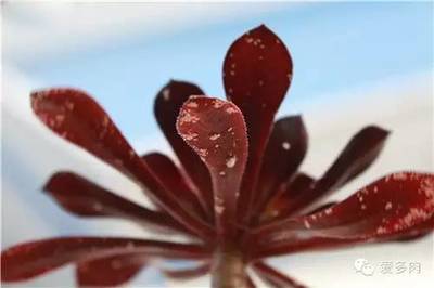 药物对多肉植物的影响（不包含生长类药物） 多肉植物生长灯