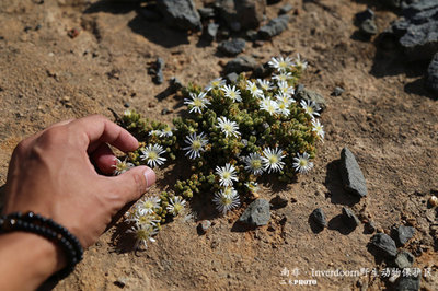 南非Inverdoorn野生动物保护区的多肉植物 可伦宾野生动物保护区