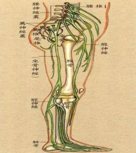 引起坐骨神经痛的原因 治疗坐骨神经痛偏方