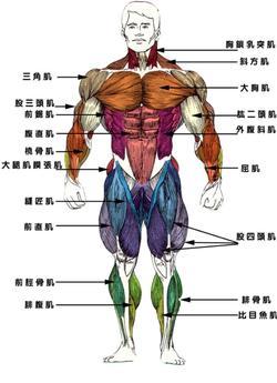 人体生理知识 人体解剖生理学第二版