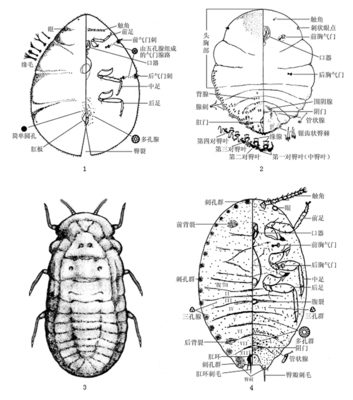 昆虫分类学基础知识（一） 昆虫分类学