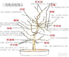 长寿花的养护 盆栽茉莉修剪方法图解