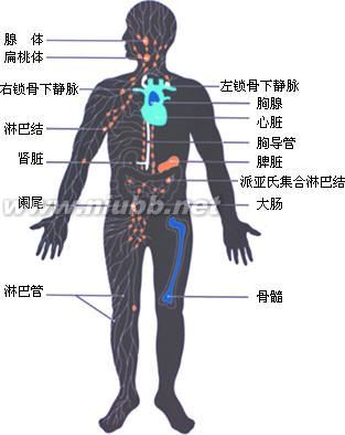 鸡免疫系统及免疫器官功能综述 免疫器官有哪些