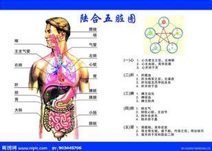 五脏六腑器官分布图 五脏六腑器官分布图女