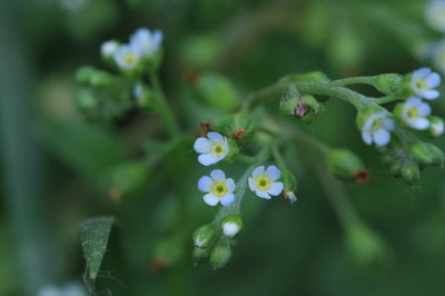 附地菜、斑种草、鹤虱、田紫草和紫筒草 田紫草