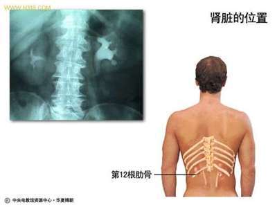 外劳宫补肾法（续集）网友交流集 外劳宫补肾法