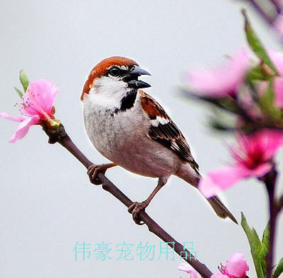 沼泽山雀（组图） 河南哪里有卖沼泽山雀