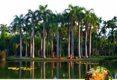 中国科学院西双版纳热带植物园 热带雨林植物园