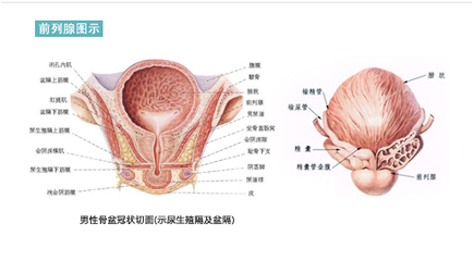 中医辨证治疗前列腺增生症 慢性前列腺炎中医辨证