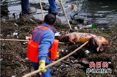 上海人为什么对黄浦江死猪那么淡定？ 黄浦江死猪事件