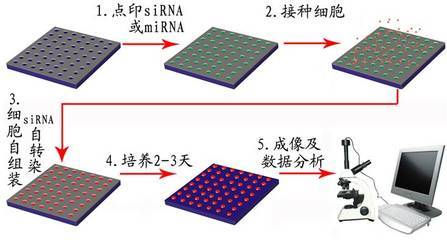 核酸、氧核糖核酸（DNA）、基因、人类基因组 脱氧核糖核酸是什么