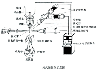 流式细胞仪的功能和临床应用 流式细胞仪的临床应用