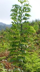 降香黄檀 Dalbergiae odoriferae jacaranda 降香黄檀树