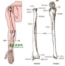 尺骨桡骨图 尺骨桡骨骨折多久能好