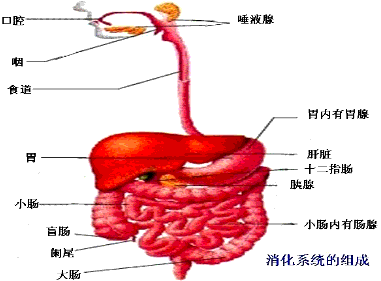 狗狗的消化系统解剖图 人消化系统解剖图