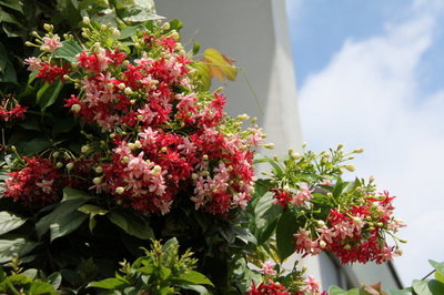 花色三变的使君子（重瓣花） 使君子花期