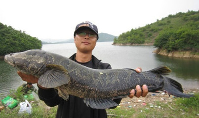 说说黑鱼（乌鳢）钓法 海里黑鱼钓法