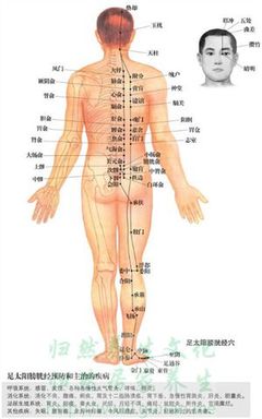 经络不通顺，先调膀胱经 膀胱经络图