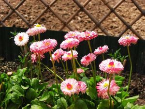 雏菊花种植方法以及栽培管理技术介绍 校园种植与栽培