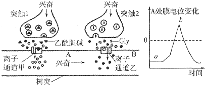 触后 突触后抑制