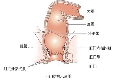 内括约肌与肛裂 肛门内括约肌修补术