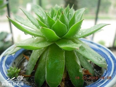 2012-9-8移植景天科观音莲~~（连载） 景天科观音莲价格