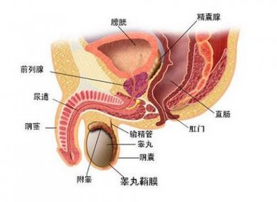 石大夫前列腺钙化的中医调理浅谈 前列腺钙化怎么调理