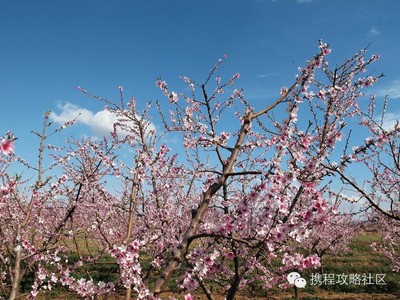 【清明假期去哪玩？】北上广清明最全旅游攻略，这些地方风景美到 清明节假期旅游