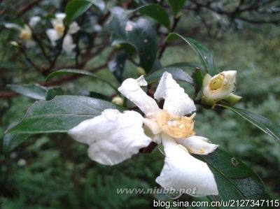 有福之州之大姆山草场（福清市南岭镇） 福清大姆山草场怎么走