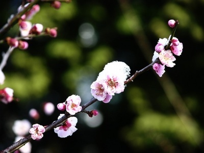 梅风傲骨 梅花香自苦寒来 书法