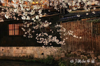 京都:祗园白川，樱之幽情深邃