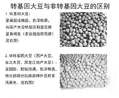 转基因和非转基因大豆和非转基因黄豆真正区别！（图） 怎样区别转基因黄豆