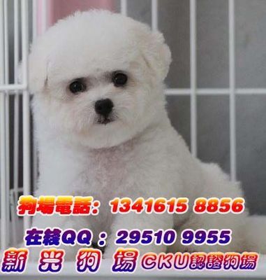 [养狗小常识]卷毛比熊犬 法国卷毛比熊犬