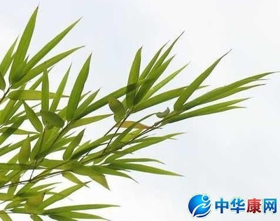 竹叶的功效与作用简介 竹叶的功效与作用