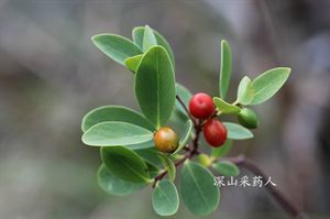 南岭荛花 了哥王 贼裤带 山络麻 山棉皮 山之一 细轴荛花