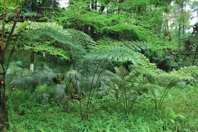 国家重点保护野生植物——宽叶苏铁、葫芦苏铁、德保苏铁、海南苏 海南野生动植物园