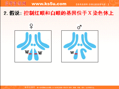 基因在染色体上 基因在染色体上ppt