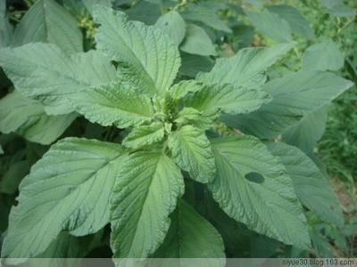 野菜佳蔬——野苋菜 野苋菜根的功效与作用