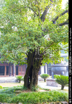 桂树 桂花树