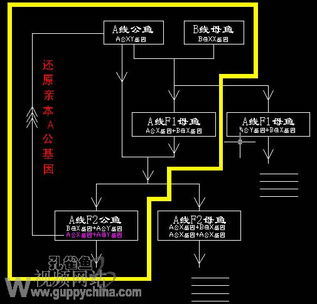 明学聊基因——回交亲本还原 如何还原微信聊天记录