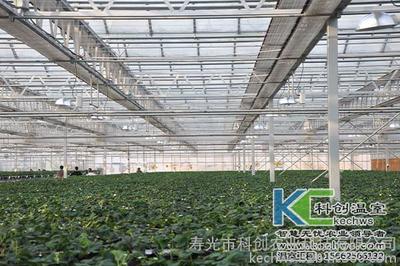 花卉种植方法 亩收益10万的种植品种