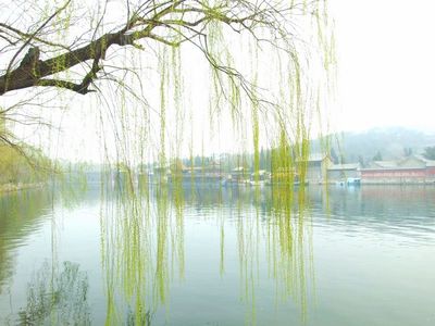 昔我往矣，杨柳依依—历代咏柳诗词选 杨柳依依雨雪霏霏