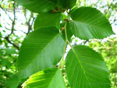 国家重点保护野生植物——普陀鹅耳枥 qq农场普陀鹅耳枥