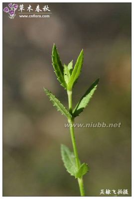 黄花小二仙草Gonocarpuschinensis（图） 小二仙草科