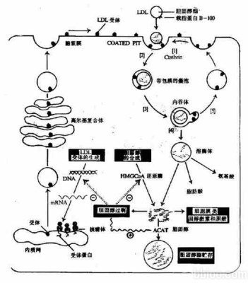 低密度脂蛋白胆固醇偏高怎么办? 低密度脂蛋白胆固醇4