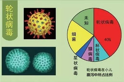 浅析肠道和全身轮状病毒感染发病机制 轮状病毒