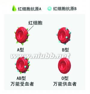 直系亲属互输血有生命危险丈夫不能给妻输血 直系亲属不能输血