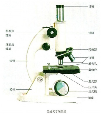 高中生物实验专题复习（人教版新课标）（1）